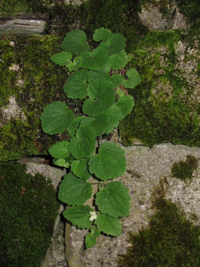 Asarina procumbens